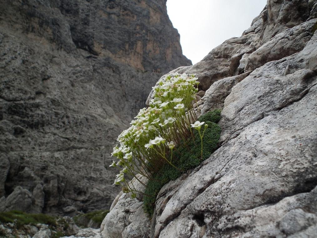 Saxifraga squarrosa